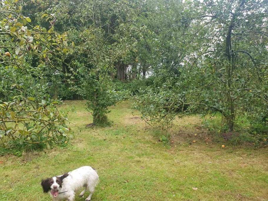 Nature Charm & Fruit Delights, Multi-Generation Celebratory Home -Try, Relax, Repeat - Sellindge Ashford  Exteriér fotografie