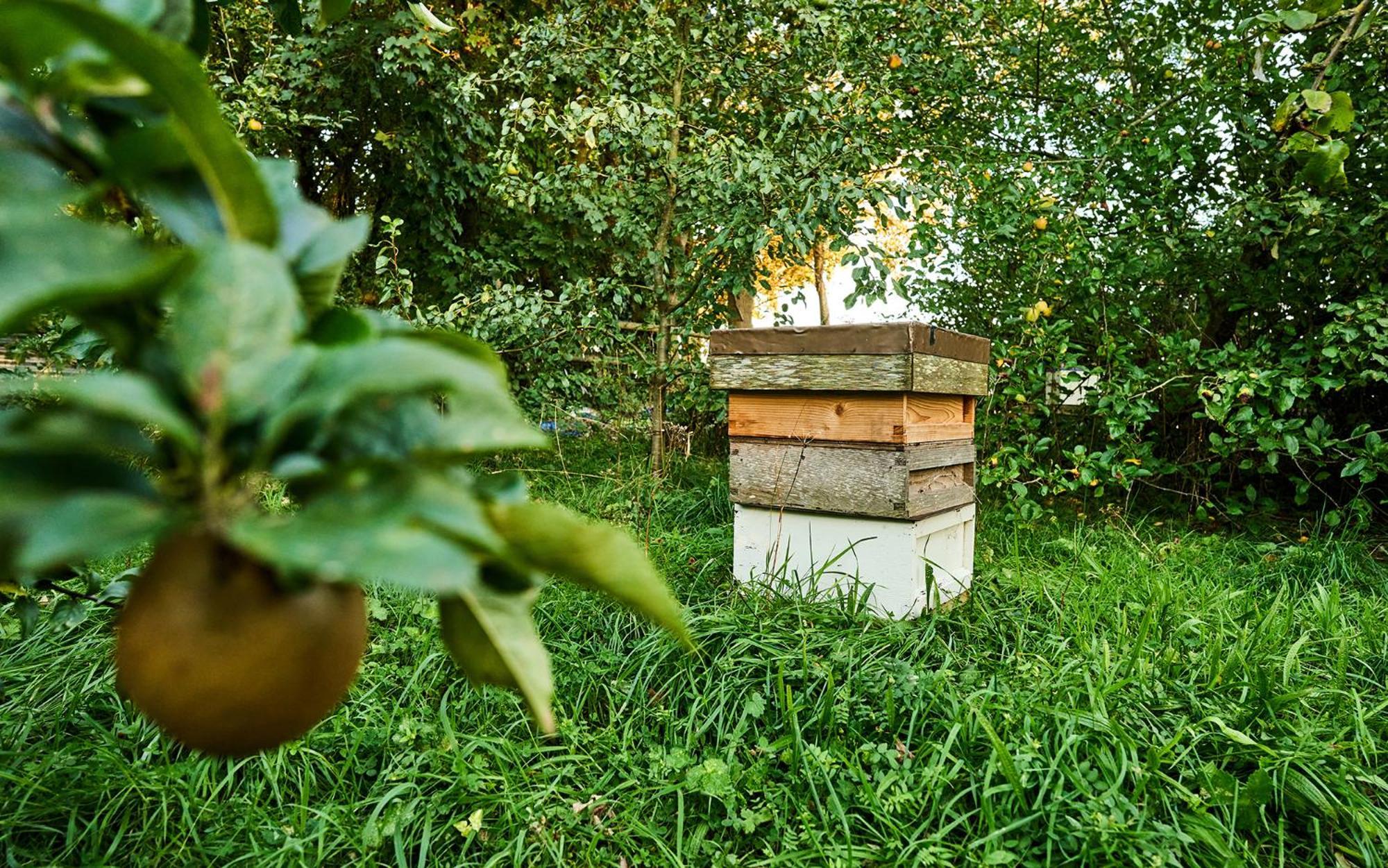 Nature Charm & Fruit Delights, Multi-Generation Celebratory Home -Try, Relax, Repeat - Sellindge Ashford  Exteriér fotografie